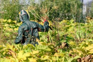 gerbitsidnaya-obrabotka2